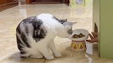 当小猫咪在吃饭时把她的吃的偷走会怎么样？！桑ren
