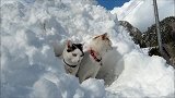 搞笑-20120311-爆笑猫咪！可爱的雪中的小屋