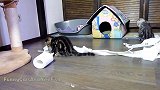 客厅里玩卷纸的猫咪，这呆萌的样子，真是可爱！