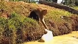 猴狗斗,猴子在落井下石