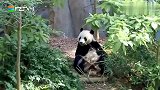为什么大熊猫没有天敌？原来大熊猫会功夫，熊猫：没想到吧！