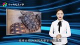 “千年王八万年龟，百年的兔子没人追”究竟是何意