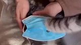 家里公猫和母猫同时发情，只能给母猫封上，今天还是护士装