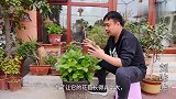 绣球花无尽夏，已经花满枝头，今天来点小动作