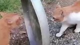 猫咪吵架还讲规矩，看来是有武德的小猫