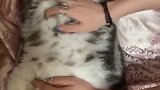 猫：别给我按摩了，我今天出来没带小鱼干！
