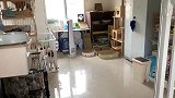 何为猪突猛进？法斗老铁被惹怒后化身铁憨憨，正面硬刚健壮田园犬
