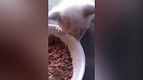 看你这小猫咪吃的满脸都是的样子，真成了小花猫啊，真是好玩！