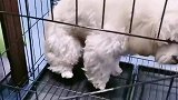 球球洗澡太费劲了