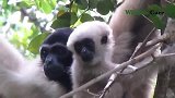 这种猴子可爱吗？