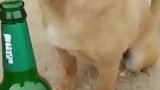 这狗狗有学问，一肚子墨水
