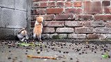 小奶猫爬墙找母亲，蠢萌蠢萌太可爱了
