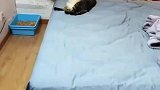 狸花猫太懒了所以胖，捡来才两个月大