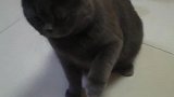 一猫一人小可爱来啦！送部队吧！能训练成缉毒猫