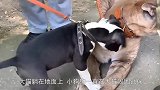 小狗路遇大猫，这胆子真肥，大猫也照打不误