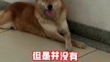 消防犬提醒“蓝朋友”出警 这嗓音可不比警铃差