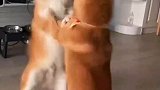 婚姻使人失去理智，狗也不例外
