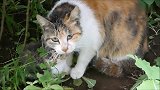 眼睛受伤的流浪母猫，看到有人靠近，保护小猫的本能立刻显现