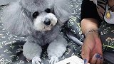它不看也不让我看