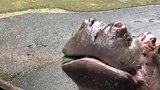 河马吃西瓜一口一个，连皮带瓤味道就是鲜！