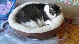 躺在窗台晒太阳的猫咪，你可真是会享受，太会挑地方了！
