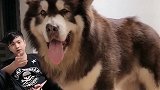 巨型阿拉斯加犬，好大啊得有200斤吧，比主人坐着还高
