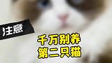 千万别养第二只猫