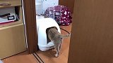 正在上厕所的橘猫发现黑猫也想来，一脸无奈：厕所有猫了