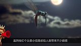 如果蚊子吸食你的血液时，不能打死它，现在才知道这个秘密