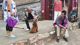 没有尾巴的泰迪犬，没有自由，没有人心疼，太可怜，