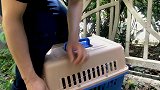 一个猫罐头，骗来绿眼踏雪一家七口，赚大发了！ 流浪猫