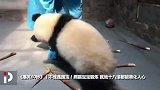 《爆笑60秒》丨陪国宝锻炼需斗智斗勇 花样翻新撒娇耍赖惹人爱