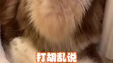 我终于能证明凯少是胖嘟嘟了！！