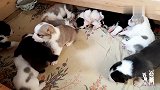 小阿拉拜犬打架蠢萌蠢萌的，这一窝长大了还了得