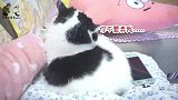 养猫咪不“玩”它，那还有什么意思？加菲猫：真的过分了哦！