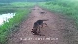 鳄鱼不怕电，生吞电鳗，这时食人鱼闻腥赶来，遇上狠角色了