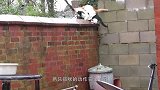 猫咪站在汽车盖上准备起跳，本以为是王者，结果搞笑了