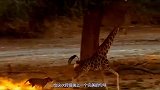 狮子扑杀长颈鹿，被反杀成鞋垫儿