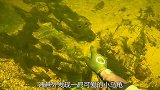 老外水下寻宝看到手机，下一秒哭晕了，网友：心疼老外三秒！