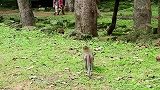 猴子没有独眼大侠的保护，憨儿子被打的尖叫