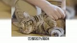 猫咪离不开你的表现是什么？最后一个，你肯定不知道