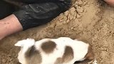中华田园犬：大家都在挖，我不挖就有点不合群了
