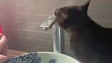 猫咪自己打开水龙头喝水，被主人关掉后自己又再次打开