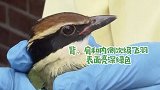 上海浦东：受伤鸟儿被救，它竟是万里挑一的“鸟中西施”？