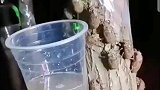 家乡的婵长大了，大学四年的学费全靠它们了