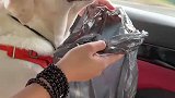 这一幕把人看呆，原来狗子也会晕车
