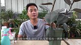 繁殖橡皮树总失败？试试这招，直接从半腰上冒出大粗根