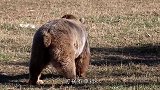 大叔途径野外，突然看到地上有个“马头”，上前仔细一看不淡定了