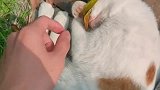小哥和朋友的日常搞笑逗猫！