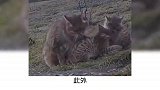 宠物冷知识：猫咪为什么害怕洗澡？
